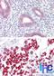 SRY-Box 17 antibody, NBP2-24568, Novus Biologicals, Immunohistochemistry paraffin image 
