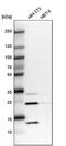 Defective In Cullin Neddylation 1 Domain Containing 4 antibody, PA5-57681, Invitrogen Antibodies, Western Blot image 