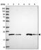 COMM Domain Containing 2 antibody, PA5-60646, Invitrogen Antibodies, Western Blot image 