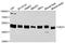 CUGBP Elav-Like Family Member 1 antibody, A5958, ABclonal Technology, Western Blot image 
