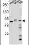 KAT8 Regulatory NSL Complex Subunit 3 antibody, PA5-24238, Invitrogen Antibodies, Western Blot image 