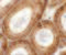Spermatogenesis Associated 6 antibody, 6555, ProSci, Immunohistochemistry frozen image 