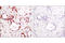 Histone H3 antibody, 9649P, Cell Signaling Technology, Immunohistochemistry paraffin image 