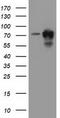 Pseudouridine Synthase 7 antibody, CF501823, Origene, Western Blot image 