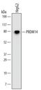 PR/SET Domain 14 antibody, MAB6175, R&D Systems, Western Blot image 