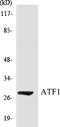 Activating Transcription Factor 1 antibody, EKC1040, Boster Biological Technology, Western Blot image 