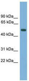 Protein amnionless antibody, TA339571, Origene, Western Blot image 