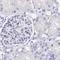 Pref-1 antibody, HPA053879, Atlas Antibodies, Immunohistochemistry paraffin image 