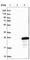 FLYWCH Family Member 2 antibody, HPA041354, Atlas Antibodies, Western Blot image 