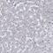 Myosin VIIB antibody, PA5-58667, Invitrogen Antibodies, Immunohistochemistry frozen image 