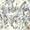 E2F Transcription Factor 6 antibody, A6151, ABclonal Technology, Immunohistochemistry paraffin image 