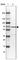 Nuclear Receptor Subfamily 1 Group D Member 2 antibody, HPA054798, Atlas Antibodies, Western Blot image 