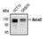 Axin 2 antibody, MA5-15015, Invitrogen Antibodies, Western Blot image 
