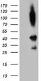 SHANK Associated RH Domain Interactor antibody, CF811609, Origene, Western Blot image 