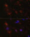 Netrin 1 antibody, 16-506, ProSci, Immunofluorescence image 