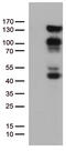 Progesterone Receptor antibody, TA802560S, Origene, Western Blot image 