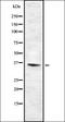 Taste receptor type 2 member 46 antibody, orb336488, Biorbyt, Western Blot image 