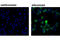 CD209 Molecule antibody, 13193S, Cell Signaling Technology, Immunofluorescence image 