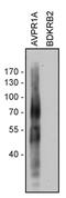 Arginine Vasopressin Receptor 1A antibody, 720364, Invitrogen Antibodies, Western Blot image 