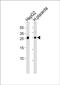Follistatin-related protein 3 antibody, PA5-72413, Invitrogen Antibodies, Western Blot image 