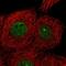 CDKN1A Interacting Zinc Finger Protein 1 antibody, HPA020387, Atlas Antibodies, Immunofluorescence image 
