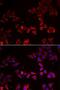 LIM Zinc Finger Domain Containing 1 antibody, LS-C748931, Lifespan Biosciences, Immunofluorescence image 