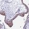 POP5 Homolog, Ribonuclease P/MRP Subunit antibody, HPA047598, Atlas Antibodies, Immunohistochemistry frozen image 
