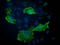 Vasodilator Stimulated Phosphoprotein antibody, TA502492, Origene, Immunofluorescence image 