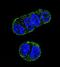 Cyclin A1 antibody, orb224050, Biorbyt, Immunocytochemistry image 