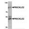 Prickle-like protein 2 antibody, MBS151254, MyBioSource, Western Blot image 