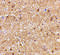 Reticulon 4 antibody, 4087, ProSci Inc, Immunohistochemistry paraffin image 