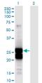 Apolipoprotein B MRNA Editing Enzyme Catalytic Subunit 2 antibody, H00010930-M01, Novus Biologicals, Western Blot image 