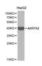 Aldo-Keto Reductase Family 7 Member A2 antibody, LS-C192489, Lifespan Biosciences, Western Blot image 