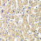KIF3 antibody, LS-C334845, Lifespan Biosciences, Immunohistochemistry paraffin image 
