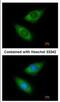 Arginyl-tRNA synthetase, cytoplasmic antibody, NBP2-15448, Novus Biologicals, Immunofluorescence image 