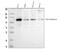 Hexokinase 2 antibody, A01389, Boster Biological Technology, Western Blot image 