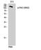 Period Circadian Regulator 2 antibody, STJ90924, St John