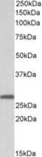 Stratifin antibody, MBS421444, MyBioSource, Western Blot image 