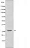 Homeobox protein Nkx-2.8 antibody, orb227181, Biorbyt, Western Blot image 