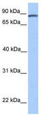 Cyclin D Binding Myb Like Transcription Factor 1 antibody, TA345324, Origene, Western Blot image 