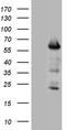 Forkhead Box O4 antibody, LS-C798806, Lifespan Biosciences, Western Blot image 