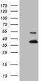 Napsin A Aspartic Peptidase antibody, CF808564, Origene, Western Blot image 