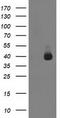 Ankyrin Repeat Domain 53 antibody, TA502600S, Origene, Western Blot image 