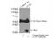 CLN6 Transmembrane ER Protein antibody, 20315-1-AP, Proteintech Group, Immunoprecipitation image 