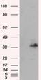 Pleckstrin antibody, NBP2-02300, Novus Biologicals, Western Blot image 