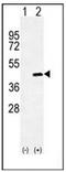Osteoglycin antibody, AP52994PU-N, Origene, Western Blot image 