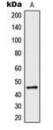 Coagulation Factor II Thrombin Receptor antibody, LS-C353978, Lifespan Biosciences, Western Blot image 