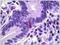 PPY antibody, AP31433PU-N, Origene, Immunohistochemistry frozen image 