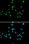Nuclear Receptor Subfamily 5 Group A Member 2 antibody, 19-844, ProSci, Immunofluorescence image 