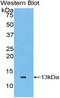 SCM-1-alpha antibody, LS-B13921, Lifespan Biosciences, Western Blot image 